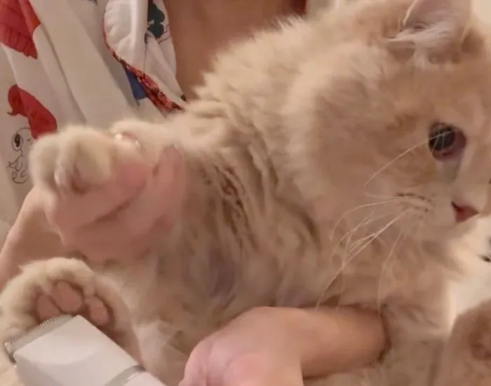 バリカンに触れるも阻止がバレる猫