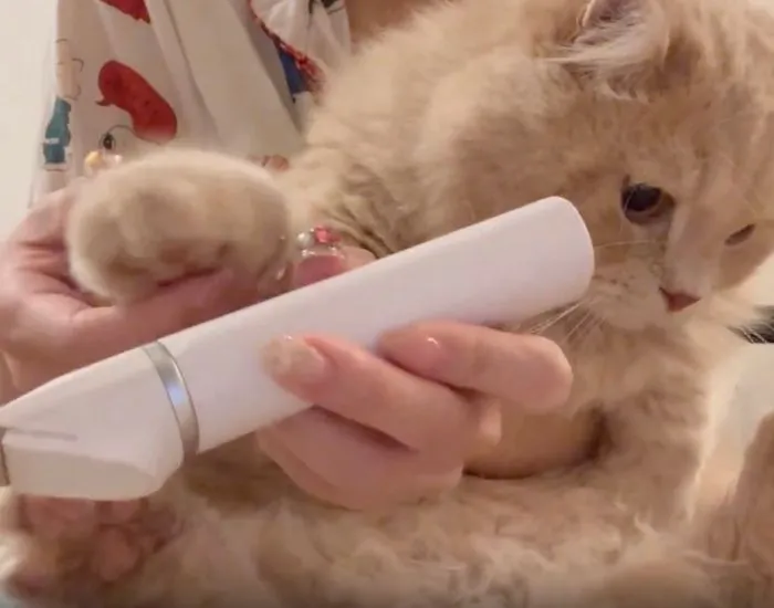 確保されてすました顔をする猫