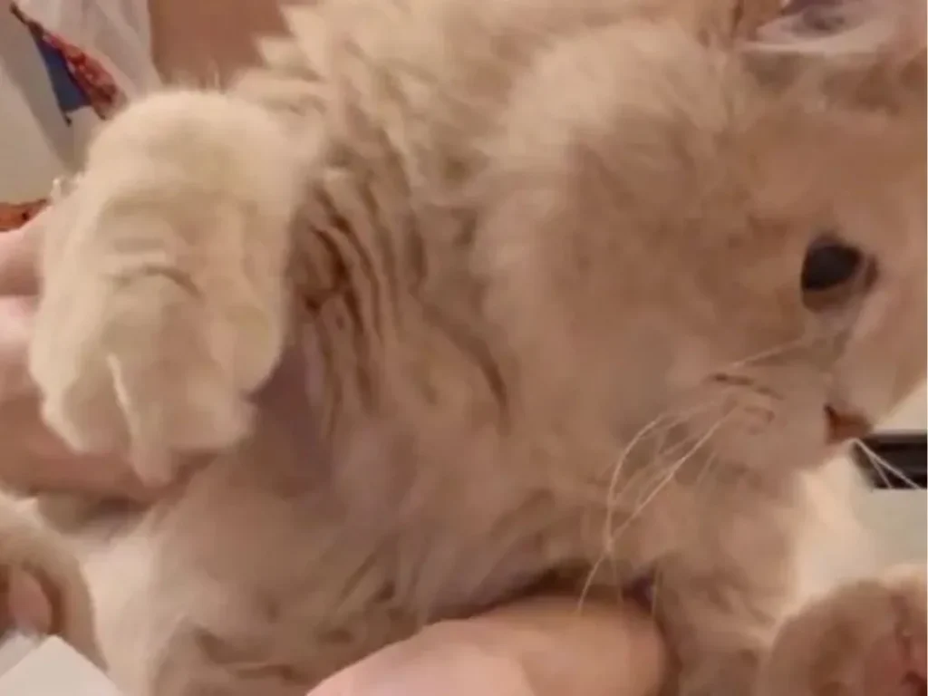 バリカンを嫌がる猫