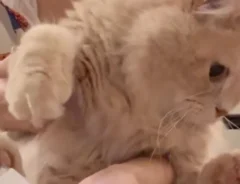 バリカンを嫌がる猫