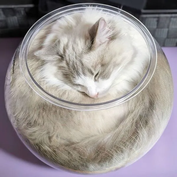 ガラス容器にすっぽり収まった長毛猫