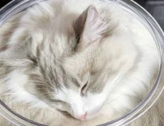 ガラス容器に収まった猫