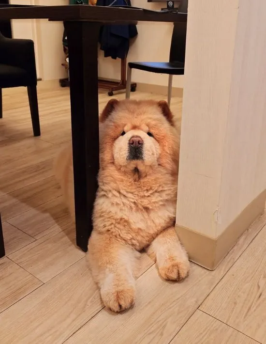 机の脚と壁に挟まってしまったチャウチャウ