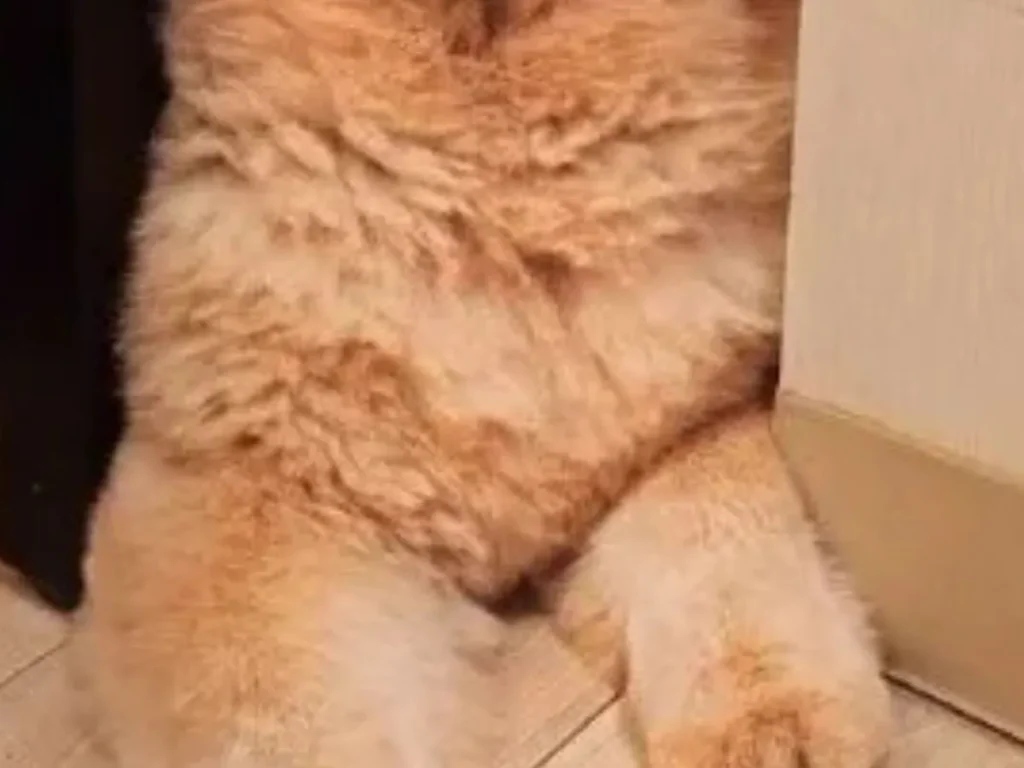 おすわりをしているチャウチャウ