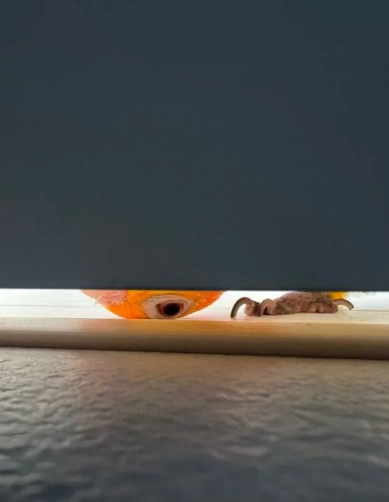 扉の隙間から目だけを覗かせるシロハラインコ