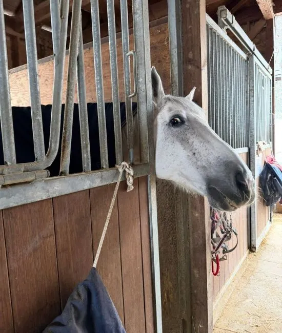 飼育員を見つめて無言の圧をかける馬