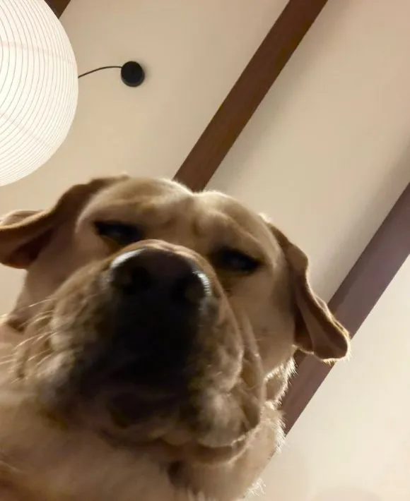 渋い顔で見下ろすラブラドール・レトリバー