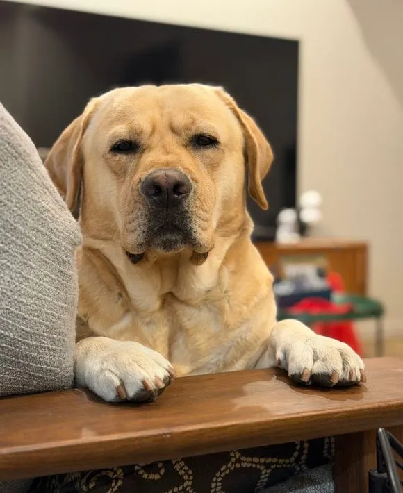 ジト目で飼い主を見つめるラブラドール・レトリバー