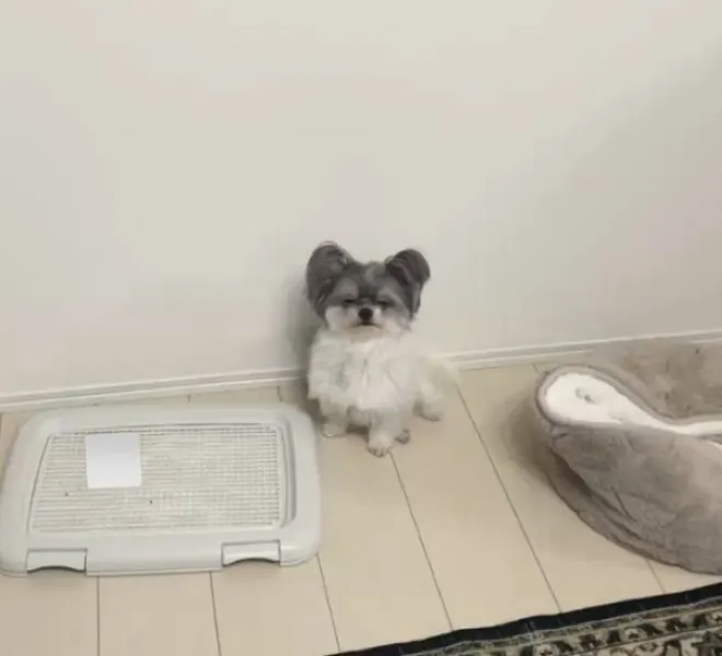 目を閉じてスンとした表情で座る犬