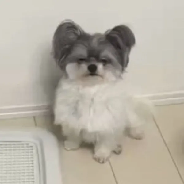 冷めた表情で話を聞いている犬