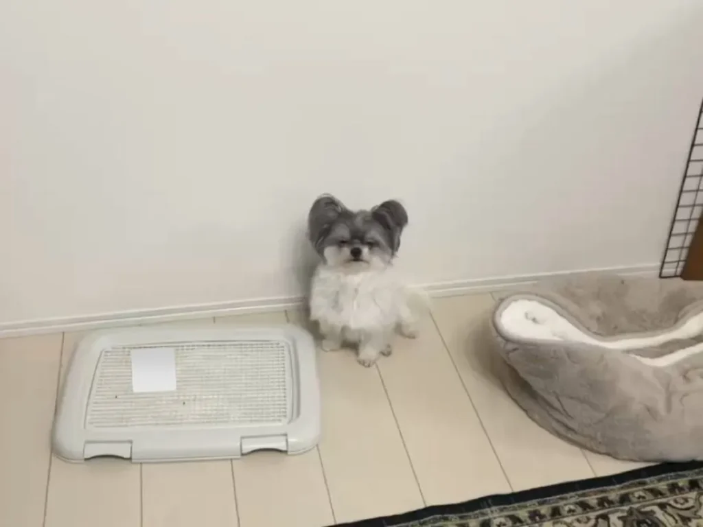 壁際に座っている犬