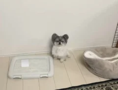 壁際に座っている犬