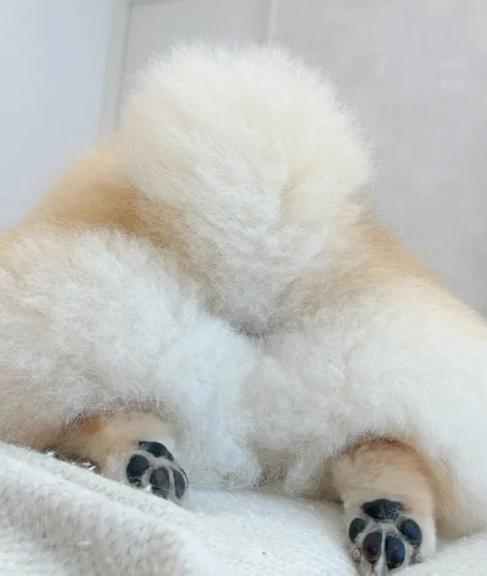 ソファの上でくつろぐポメラニアンのお尻と肉球