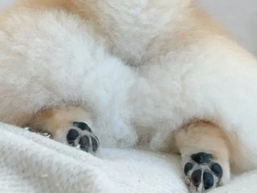 ポメラニアンのお尻