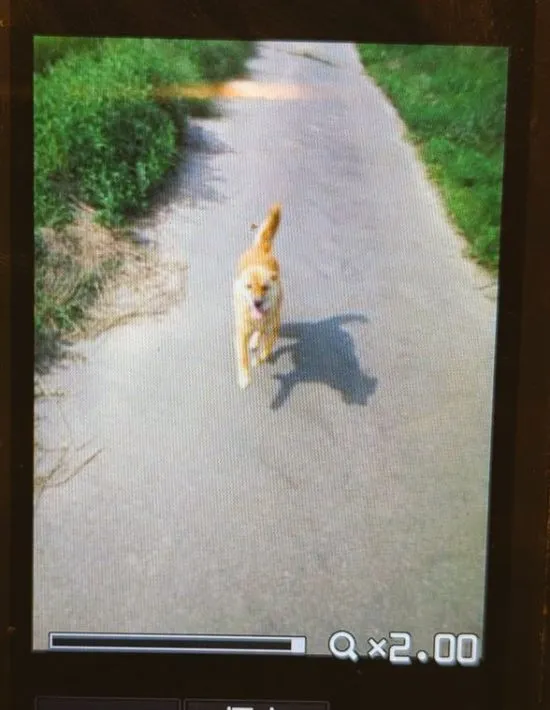 ガラケーの画面に残っていた愛犬の写真