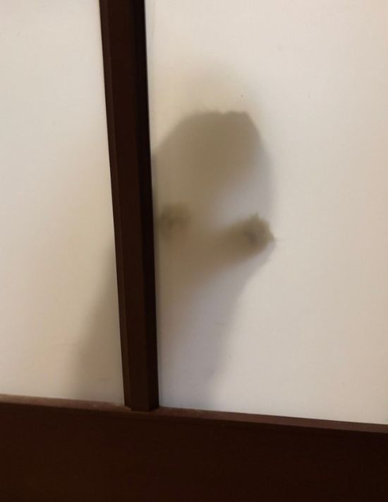 扉に張りつく猫