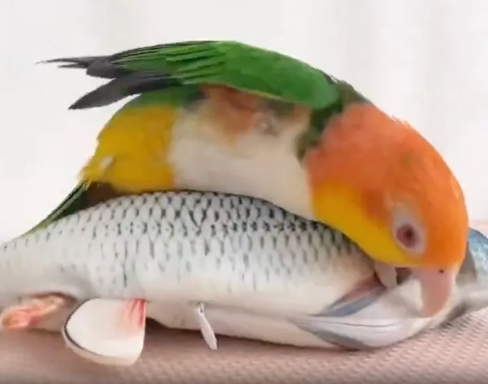 魚をつっつくインコ
