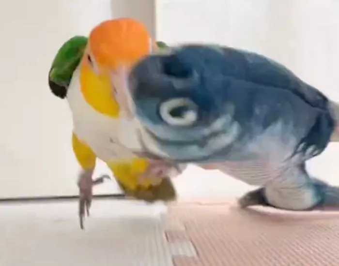 オモチャをくわえるインコ