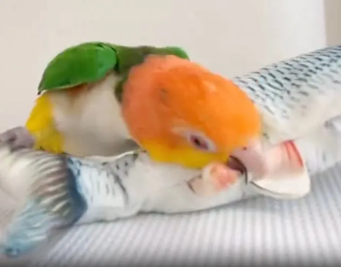 オモチャのお腹をつつくインコ