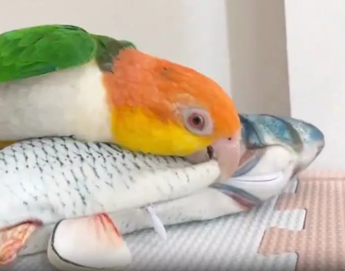 肉食系のようなインコ