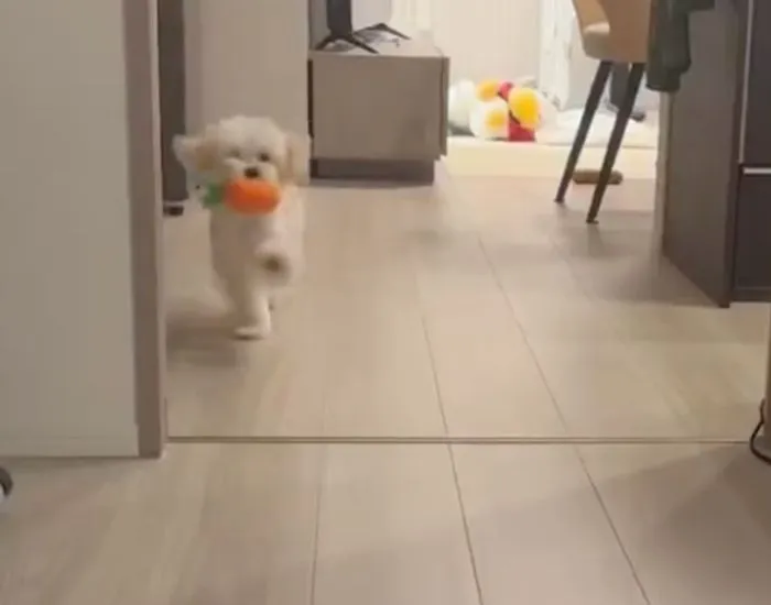 片脚を上げる犬