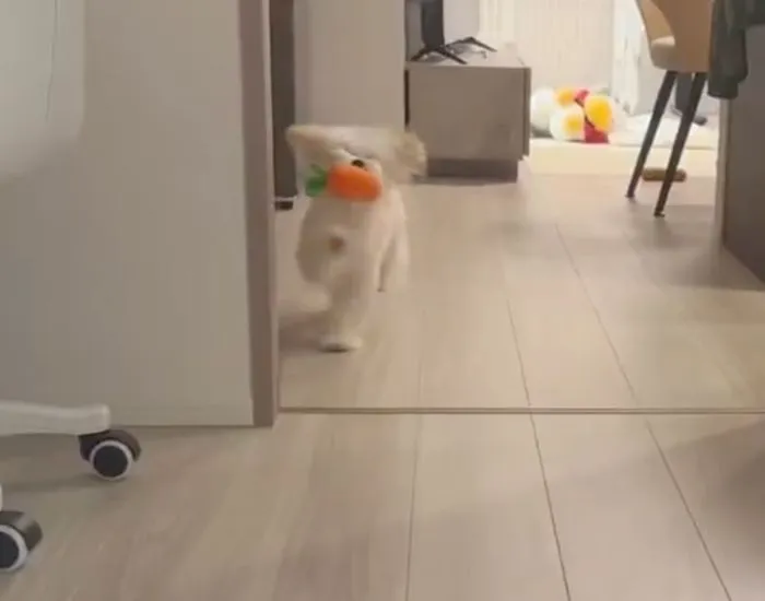 さらに脚を高く上げる犬