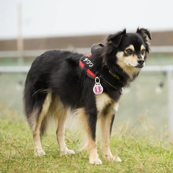 黒柴のように見える大きなチワワ