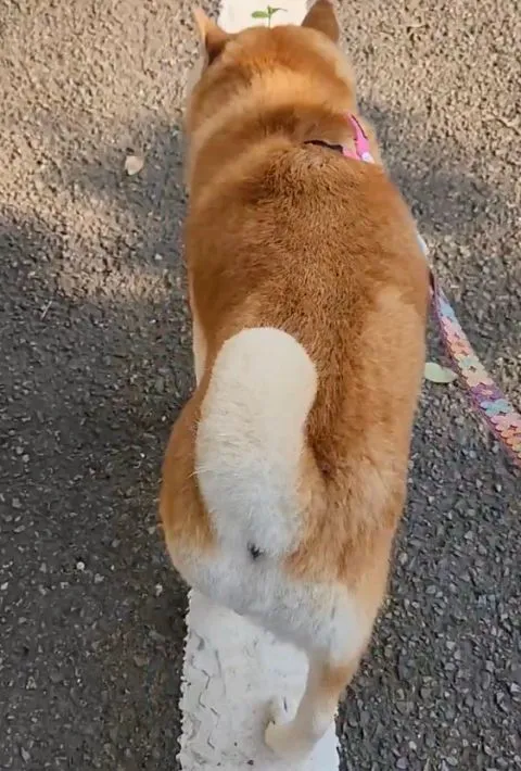 白線の上を歩く柴犬の茶々丸