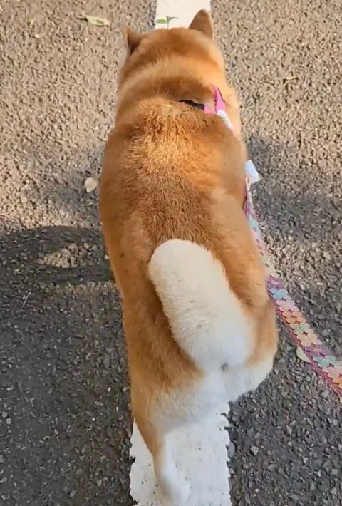 ぷりぷりと歩く柴犬のお尻