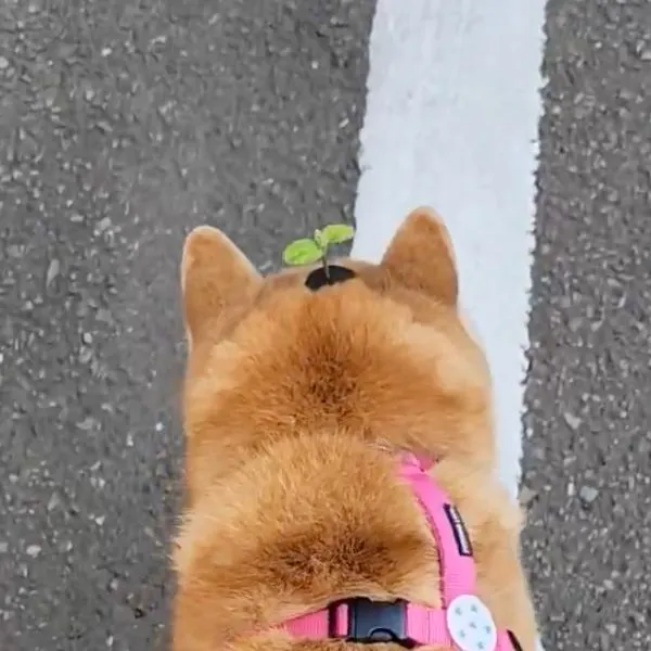 頭に葉っぱを乗せた柴犬