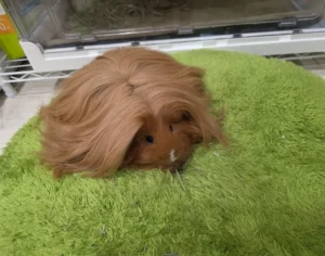 長い毛に覆われたモルモットの顔