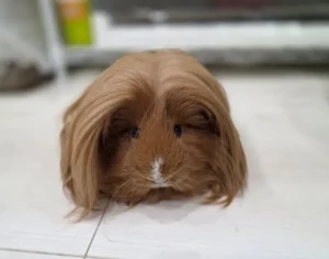 長い被毛のペルビアンモルモットのディカプリオちゃん