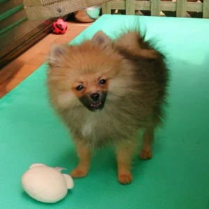 合成写真のように見えるポメラニアン