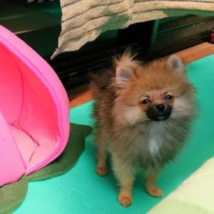 猿期で不思議な表情に見えるポメラニアンのポチちゃん