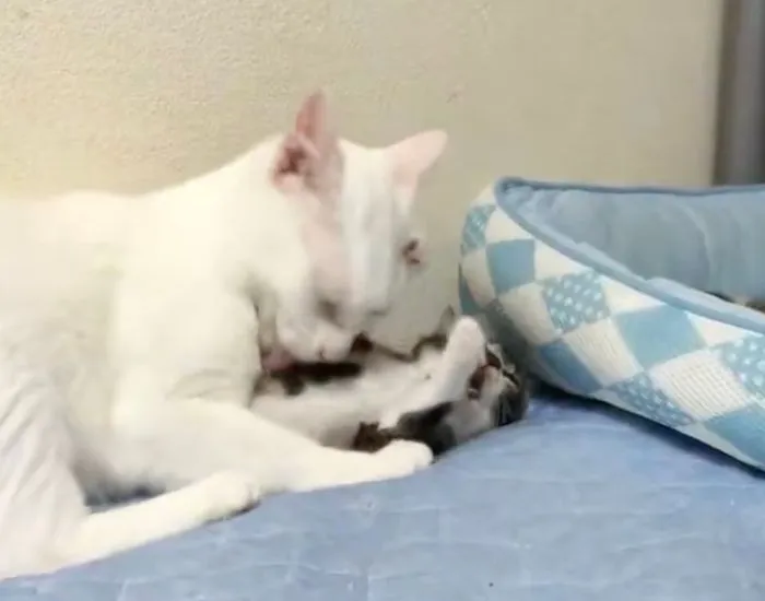 子猫をグルーミングする白猫