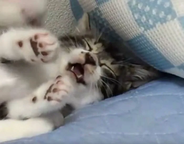 グルーミングされてうっとりする子猫