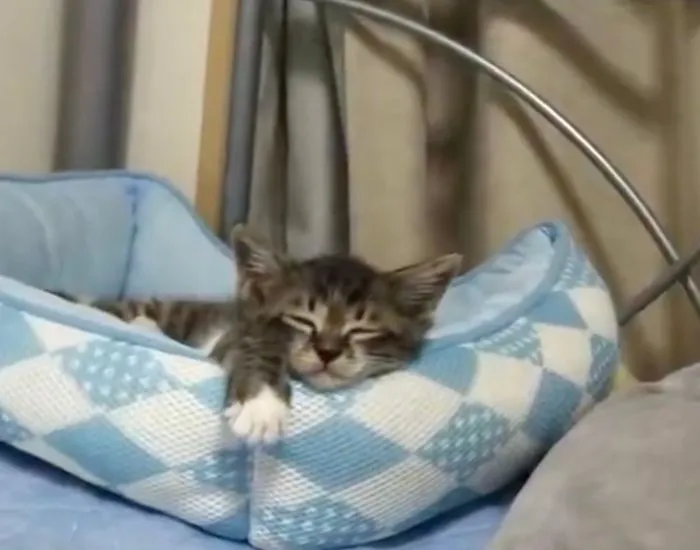 すでに気持ちよさそうな表情を見せる子猫