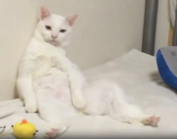 だらけた姿で座る白猫の麿白くん