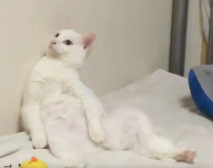 視線をそらすような表情の白猫