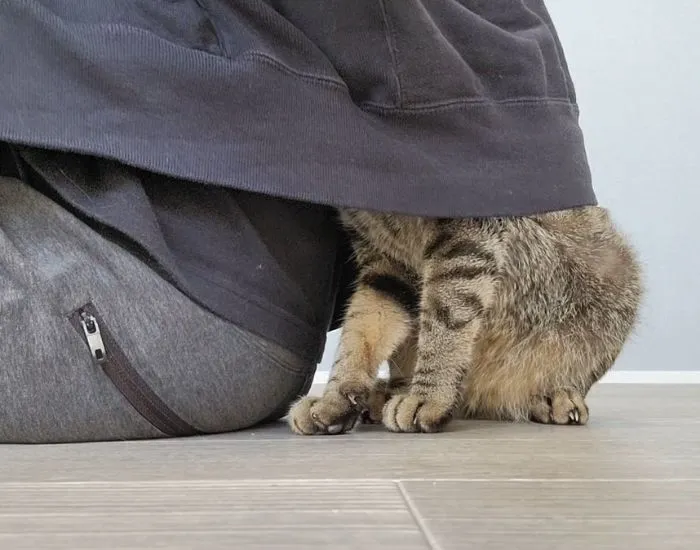 飼い主の服の中に隠れるキジトラ猫