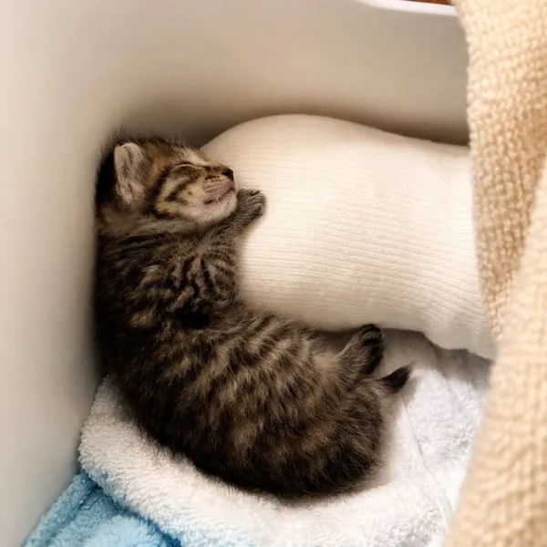 簡易カイロに寄り添う子猫