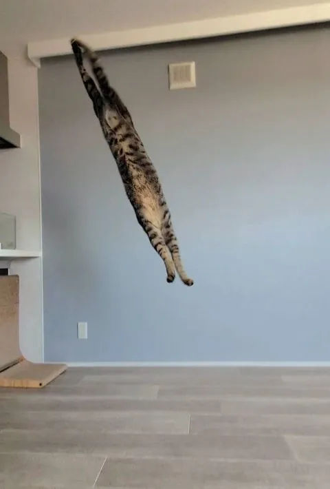 サンマのように伸びる猫