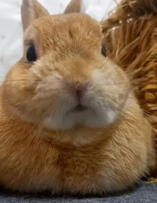 前足が隠れた様子