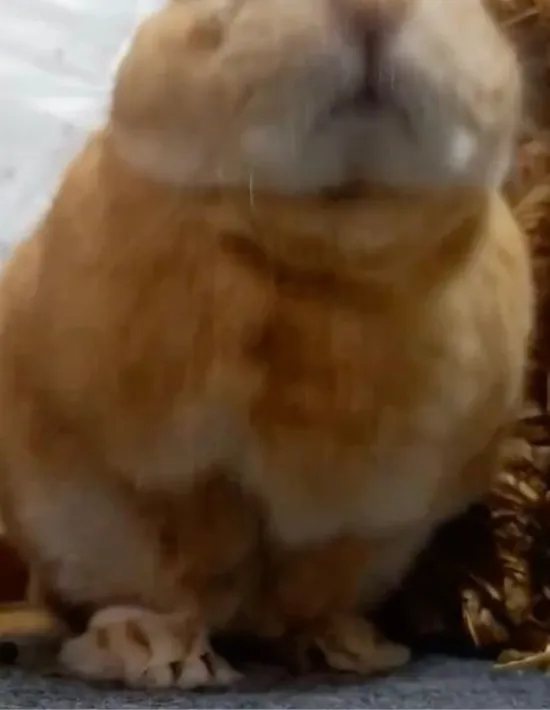 前足を後ろに引いている様子