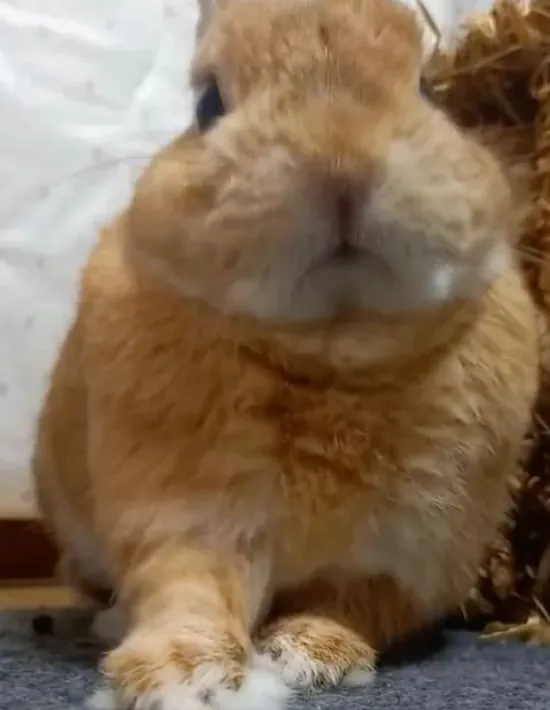 前足を出しているウサギ