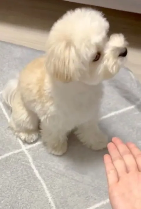 お手を無視している様子