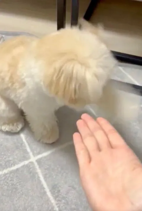 空振りしている様子