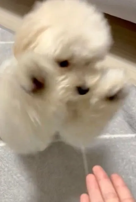 両脚をのせようとしている様子