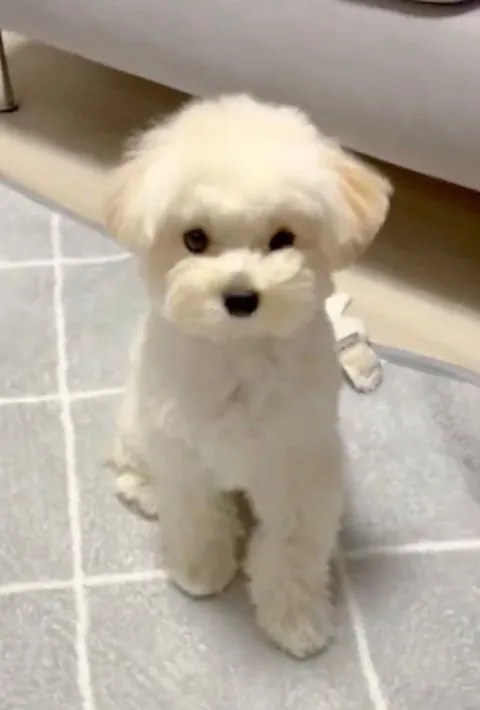 飼い主さんを見つめる様子