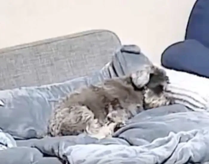 諦めて横になった様子